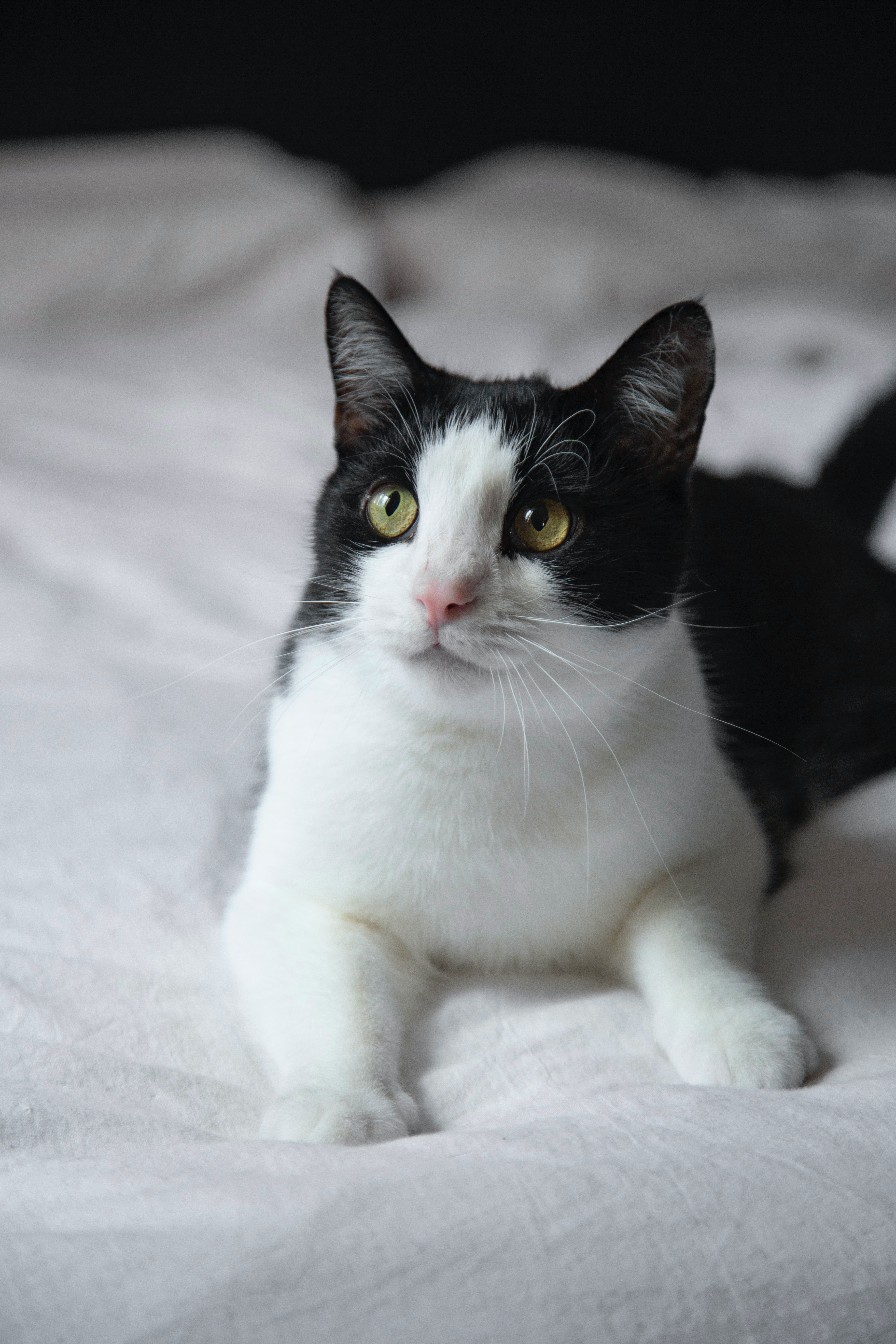 tuxedo cat