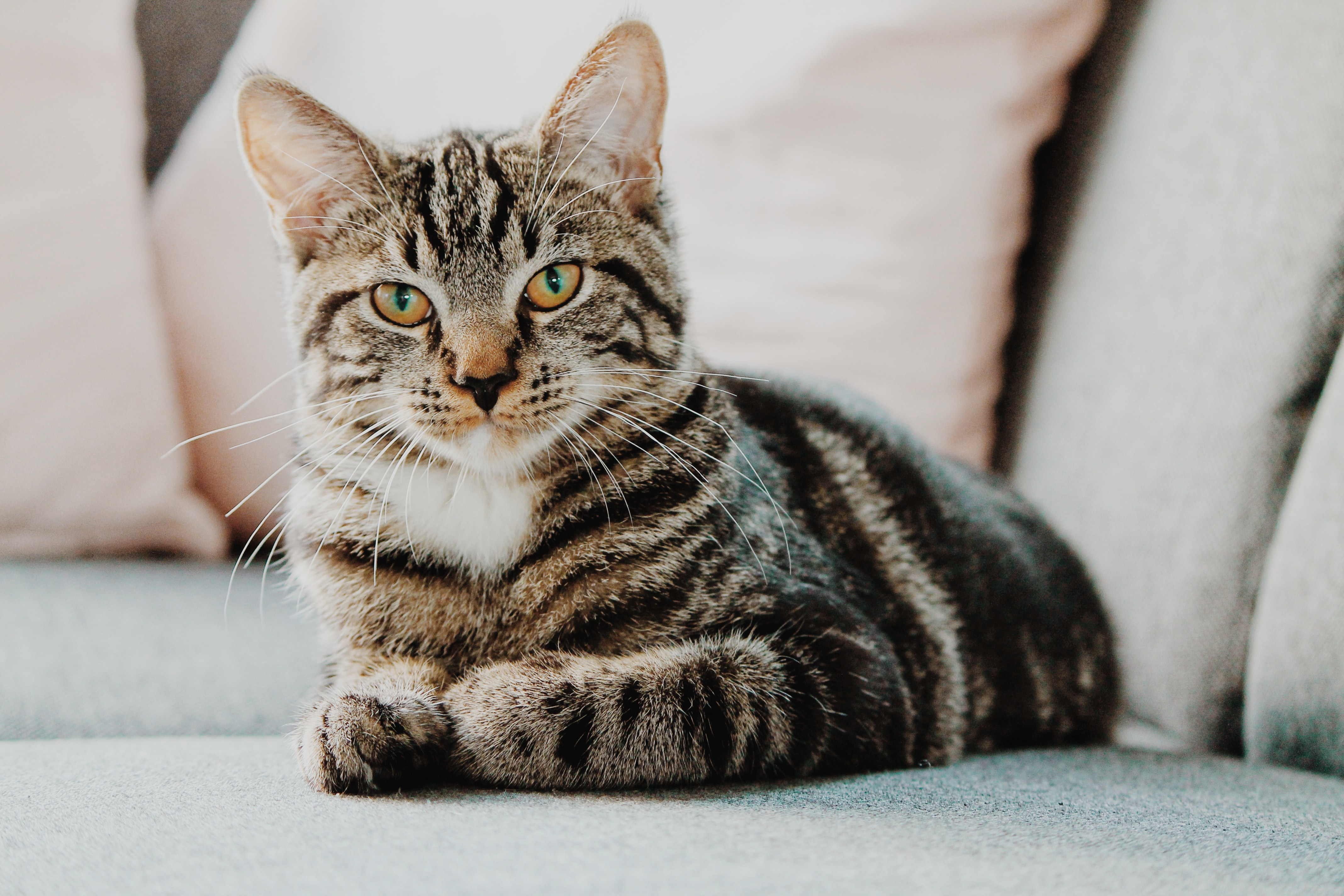 tabby catty