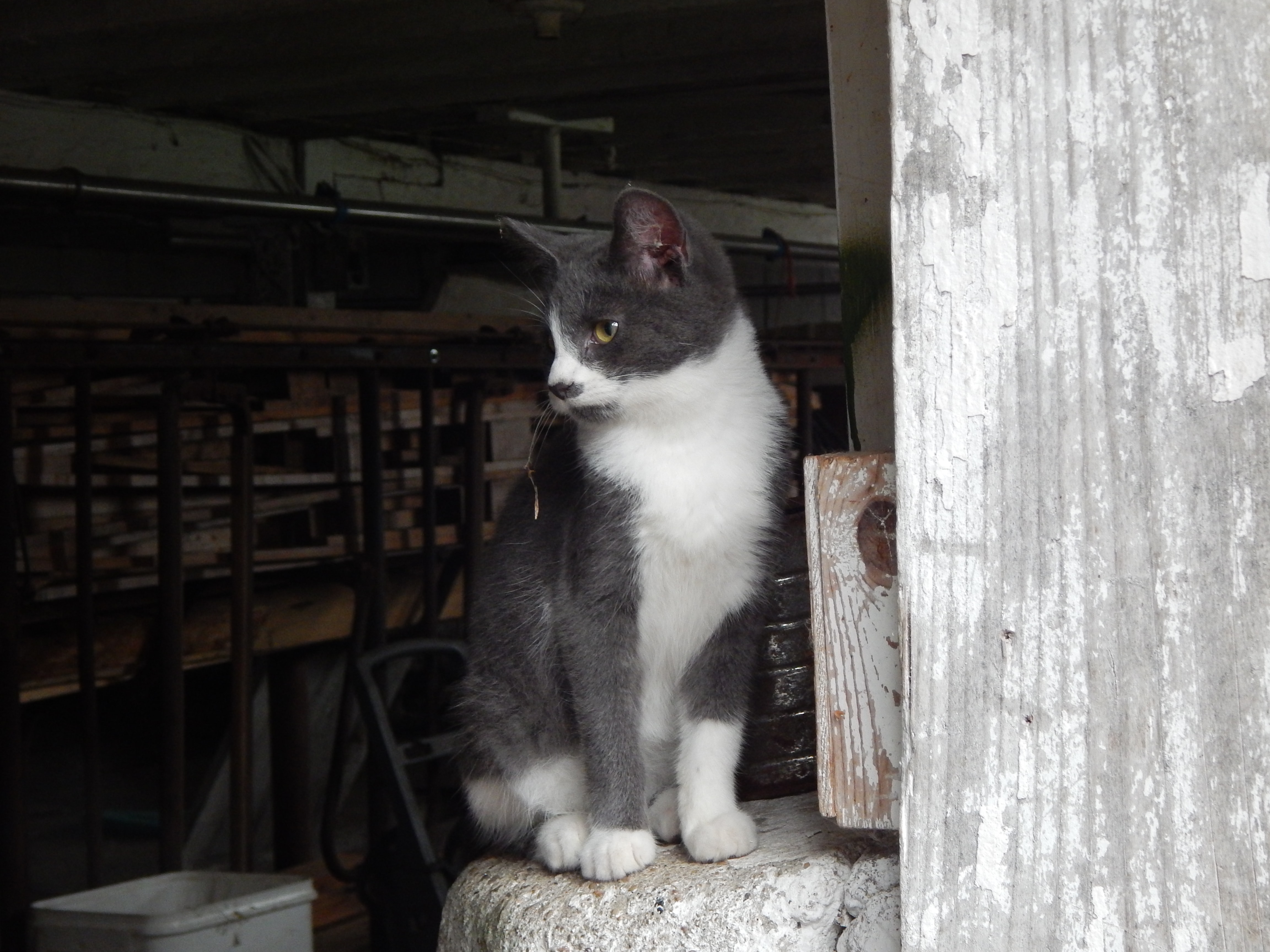 gray gato