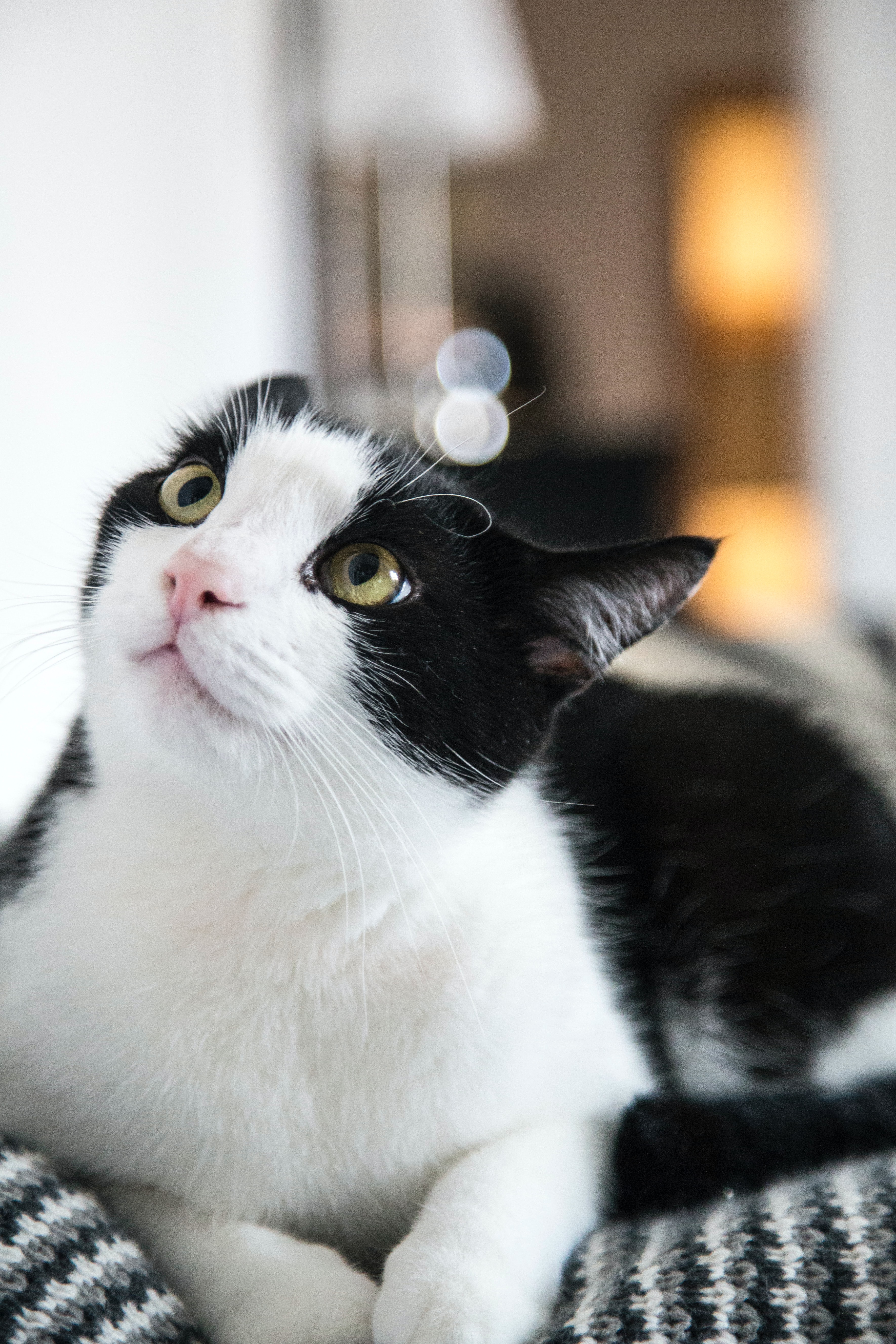 tuxedo kitty